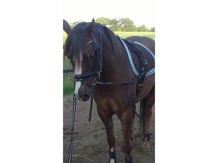 {{currentPhoto.altText}} billede {{currentPhoto.number}}