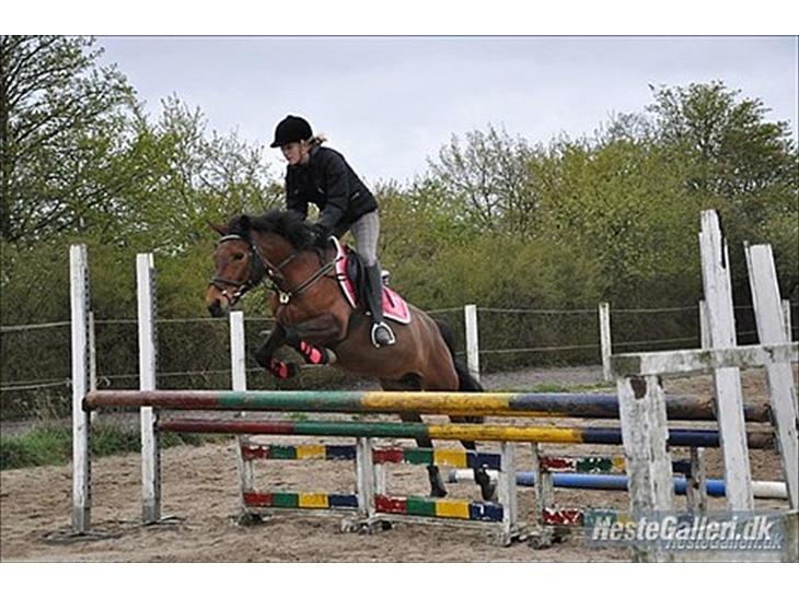 DSP Lundgaards Campari - Rytter Cecilie billede 1