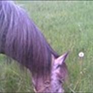 Anden særlig race Dessa