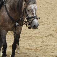 Anden særlig race Dessa