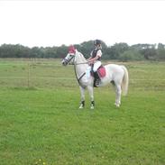 Welsh Pony (sec B) Lyngvejens Eliza (SOLGT) Savnet ?