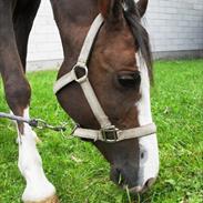 Anden særlig race Magic Xavier R.I.P guldklump! <3