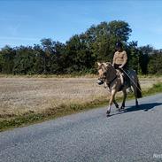 Fjordhest Lucas