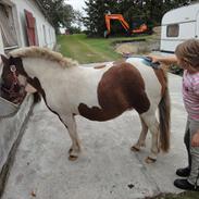 Anden særlig race Pony Honey