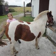 Anden særlig race Pony Honey