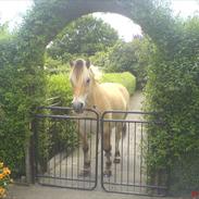 Fjordhest <3 Dicci <3 *R.I.P* :'( 