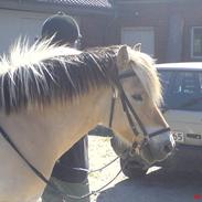 Fjordhest <3 Dicci <3 *R.I.P* :'( 