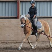 Tyroler Haflinger Fibi