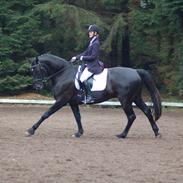 Dansk Varmblod Vestgårdens Starlido