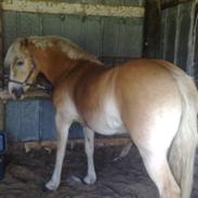 Haflinger Santana