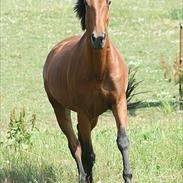 Dansk Varmblod Calinka Skov