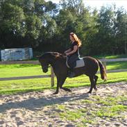 Welsh Cob (sec D) englyst elaine