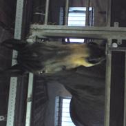 Oldenborg Hedegårdens Lu-Lu OL 9098