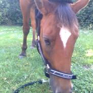 New Forest Beukenhof Iris