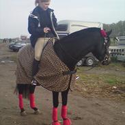 New Forest Løgtholts Bastian SOLGT