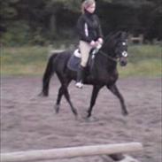 New Forest Løgtholts Bastian SOLGT