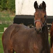 Dansk Varmblod Rosiana-Dea