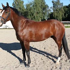 Anden særlig race Pedro El Valentino