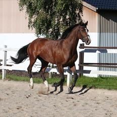 Anden særlig race Pedro El Valentino