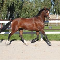 Anden særlig race Pedro El Valentino