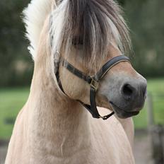 Fjordhest Leico Skellerød *Hingst*