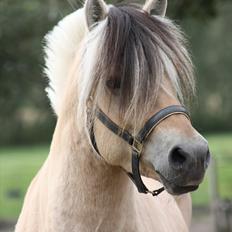Fjordhest Leico Skellerød *Hingst*