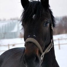 Dansk Varmblod China