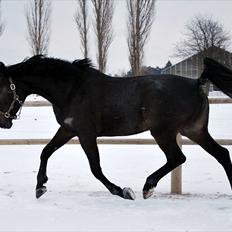 Dansk Varmblod China