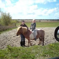 Shetlænder Lukas <3