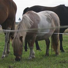 Shetlænder Lukas <3