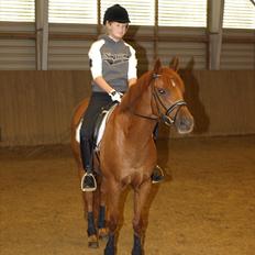 Tysk Sportspony Lykkes Maguire B pony