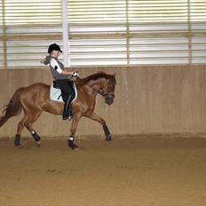 Tysk Sportspony Lykkes Maguire B pony