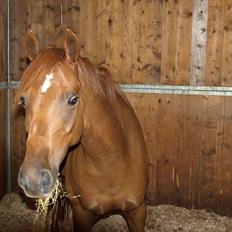 Tysk Sportspony Lykkes Maguire B pony