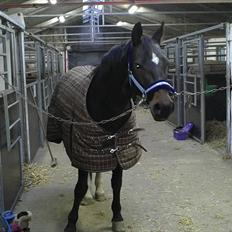 Anden særlig race Lamia 