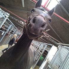 Anden særlig race Lamia 