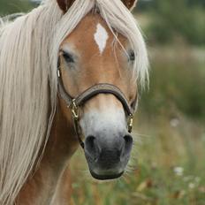 Haflinger Sabrina 