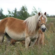 Haflinger Sabrina 