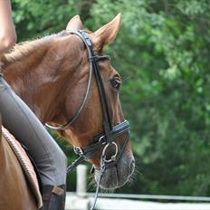 Dansk Varmblod Bijou - R.I.P. min skat! <3