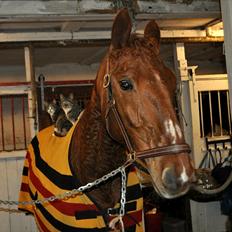 Dansk Varmblod Bijou - R.I.P. min skat! <3