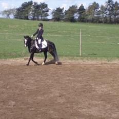 Welsh Pony af Cob-type (sec C) Stensbækgaards Asterix (gammel låne pony)