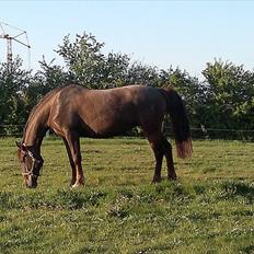 Oldenborg Sonny  <3 Savner min piige!