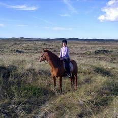 Anden særlig race petit