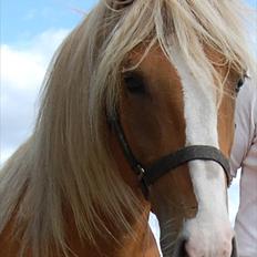 Haflinger Adonis