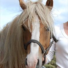 Haflinger Adonis