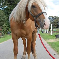 Haflinger Adonis