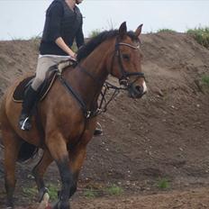 Dansk Varmblod May Daphine