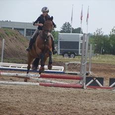 Dansk Varmblod May Daphine