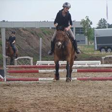 Dansk Varmblod May Daphine