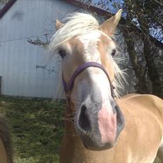 Haflinger Santana