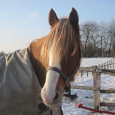 Welsh Cob (sec D) Thibaud |Stjernen| 